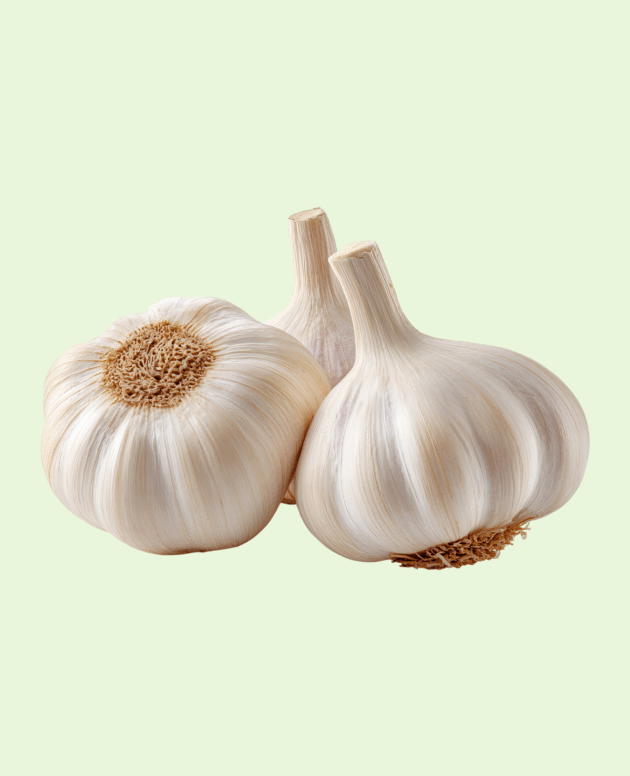 Garlic